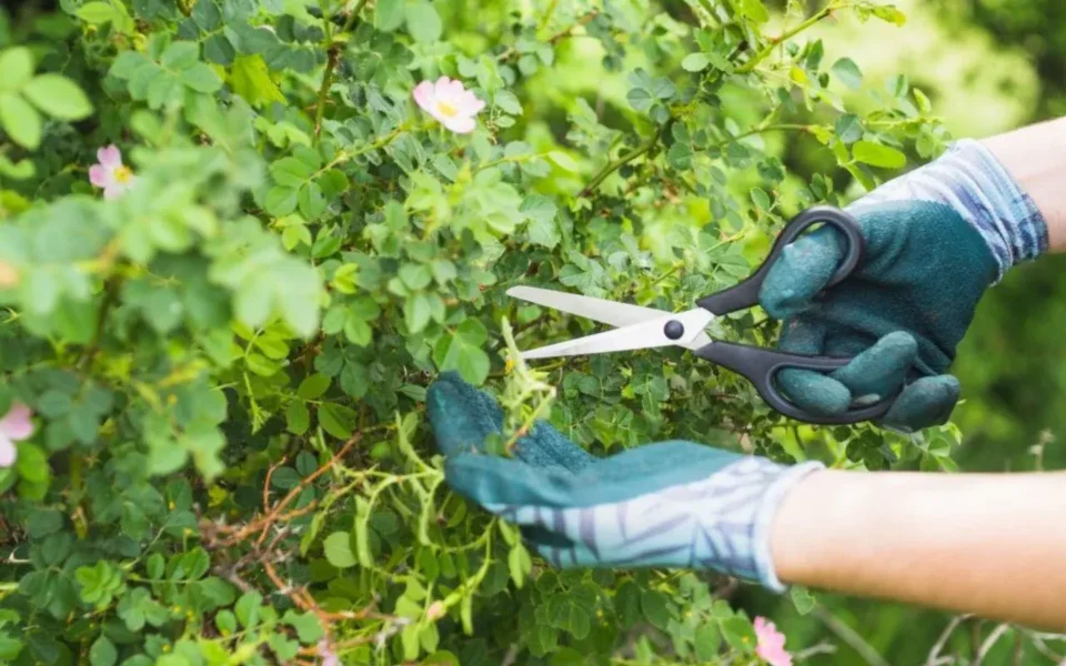 Tree Trimming Services Rochester NY