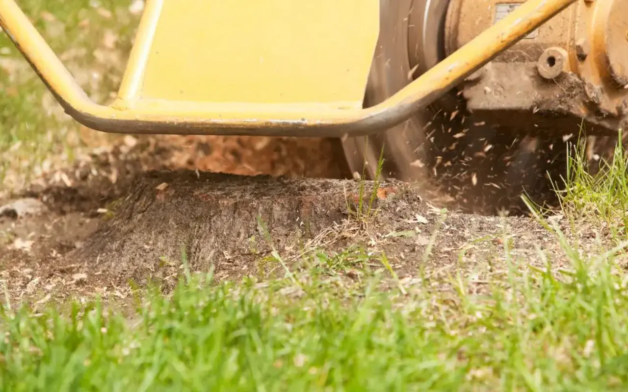 Tree Trimming Techniques to Promote Healthy Growth
