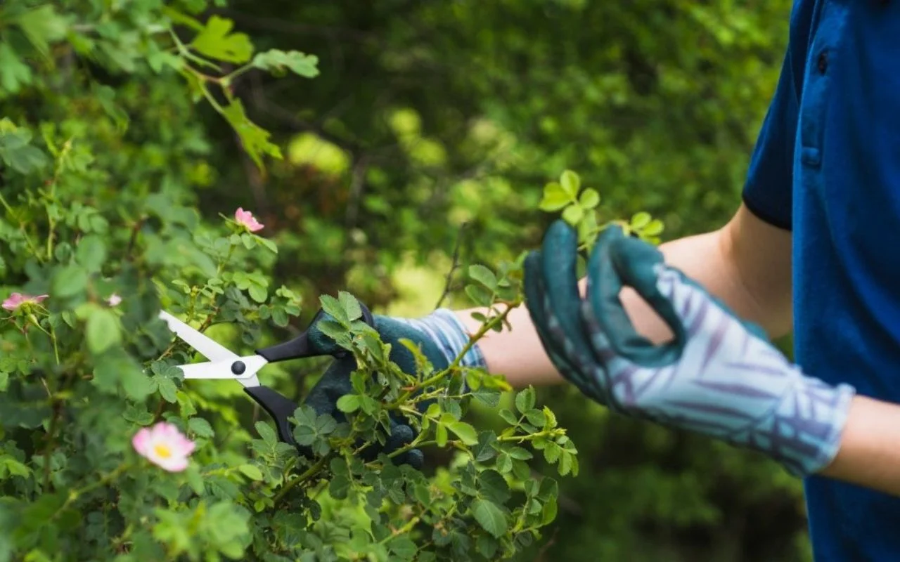 Tree health maintenance Rochester NY