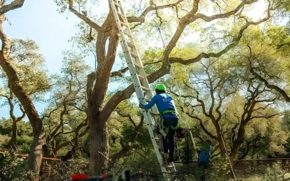 Trusted tree service near me Rochester NY