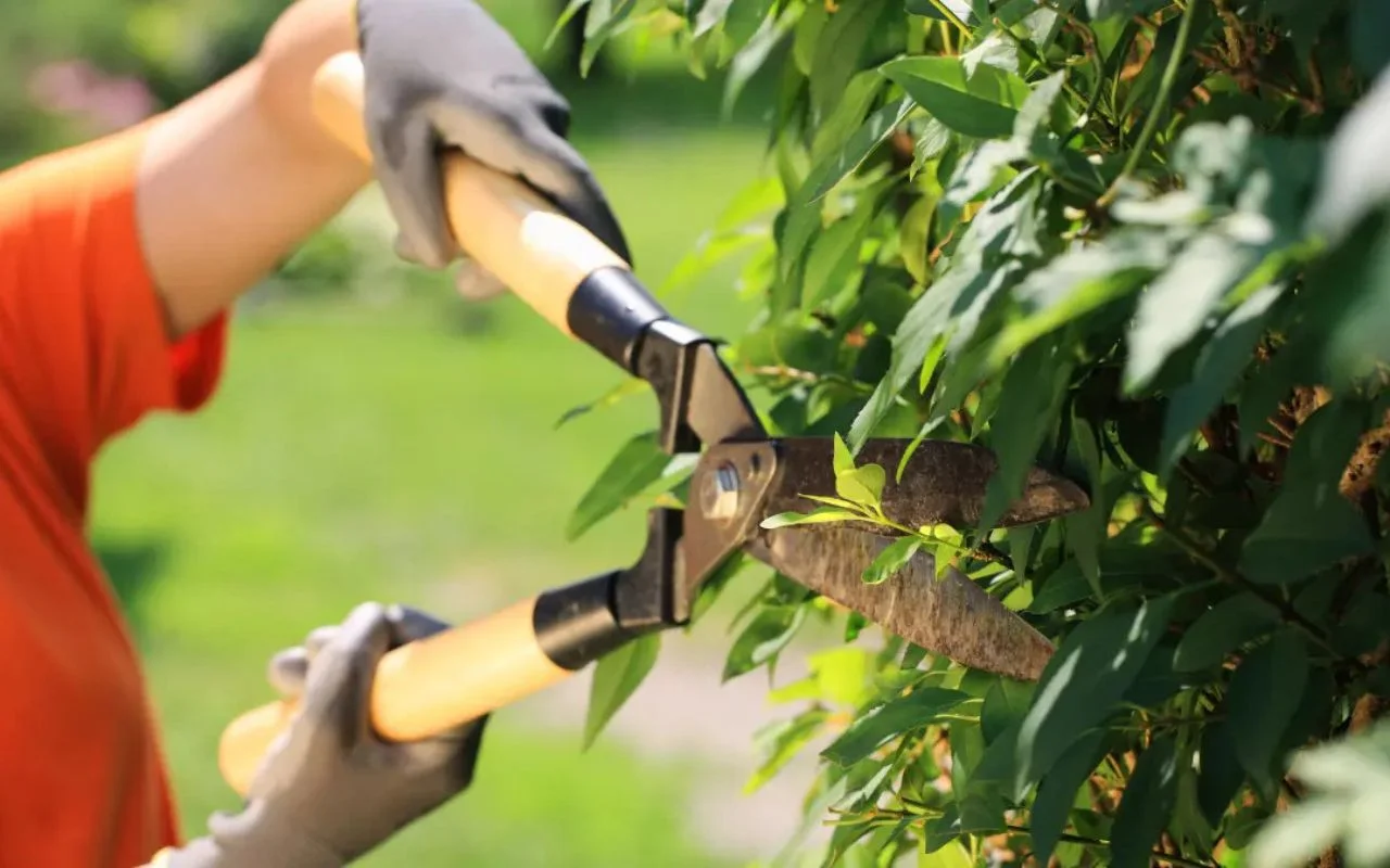 Why Regular Tree Trimming Boosts Your Property’s Value in Springfield