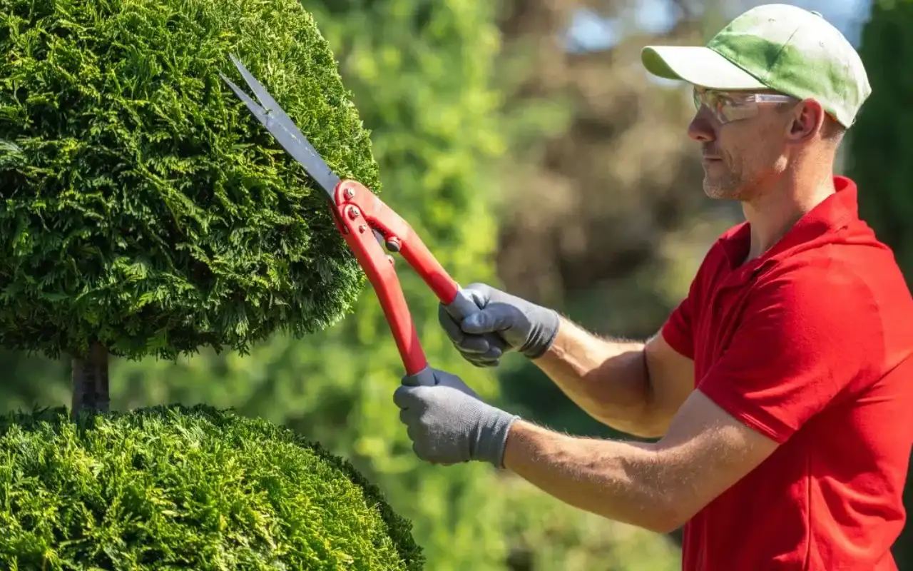 The Best Time of Year for Tree Trimming in Springfield