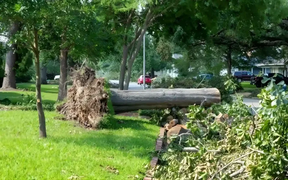 best tree removal company in Rochester