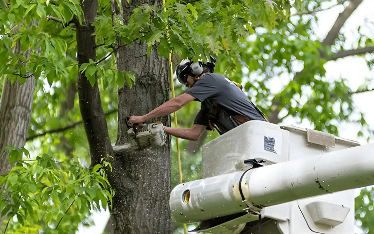 How Do You Determine Your Trees In Rochester, NY Require Professional Care?