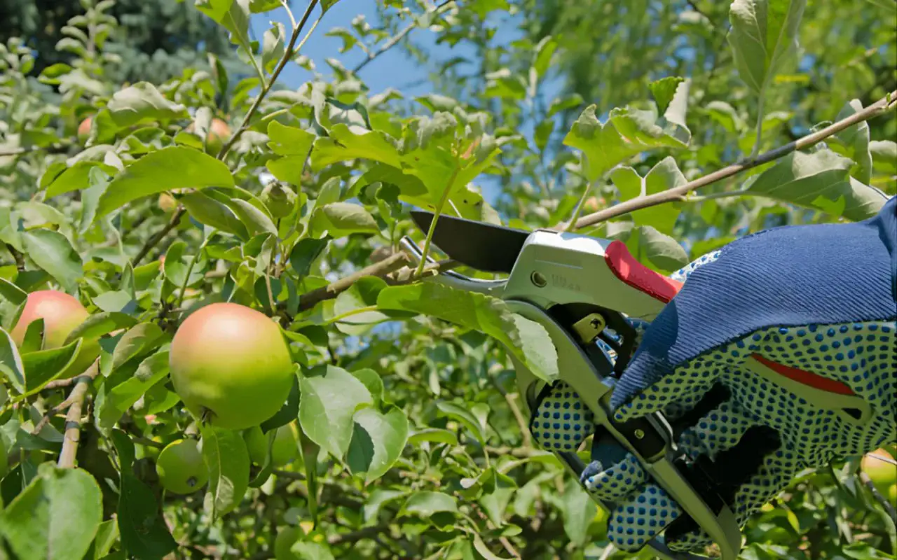 Spring Fruit Tree Care Guideline