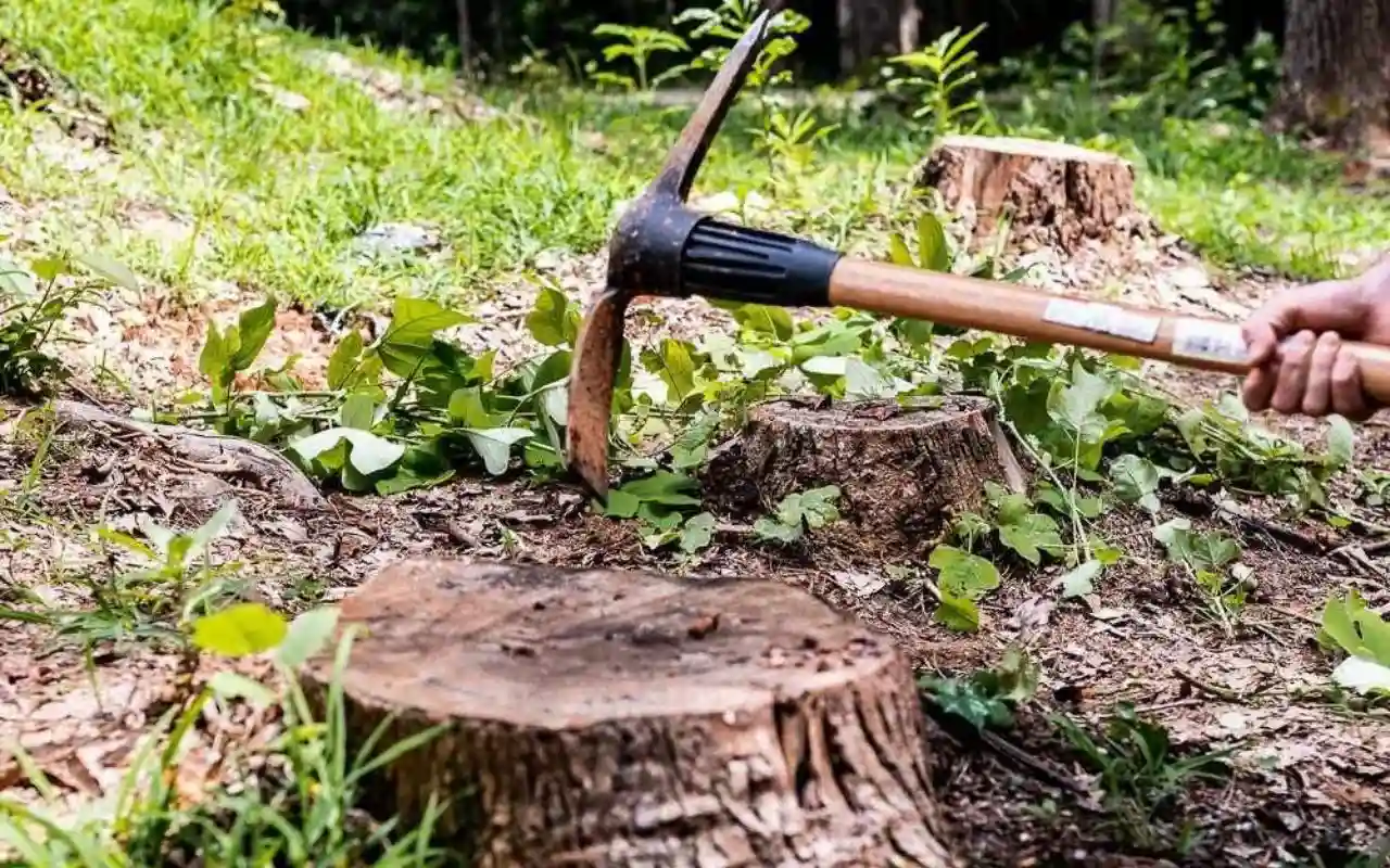 What Is the Best Stump Removal Method Around Rochester, Ny?