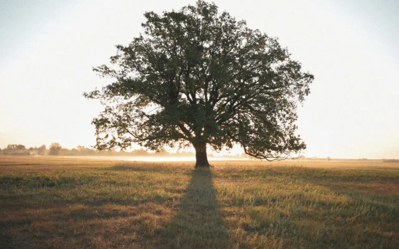 Environmental Impact of Tree Removal and How to Minimize It