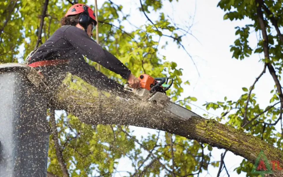 Professional Tree Removal Rochester NY