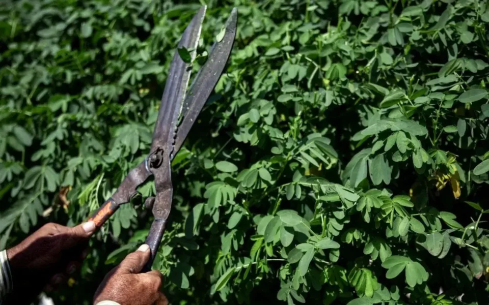 tree trimming rochester ny