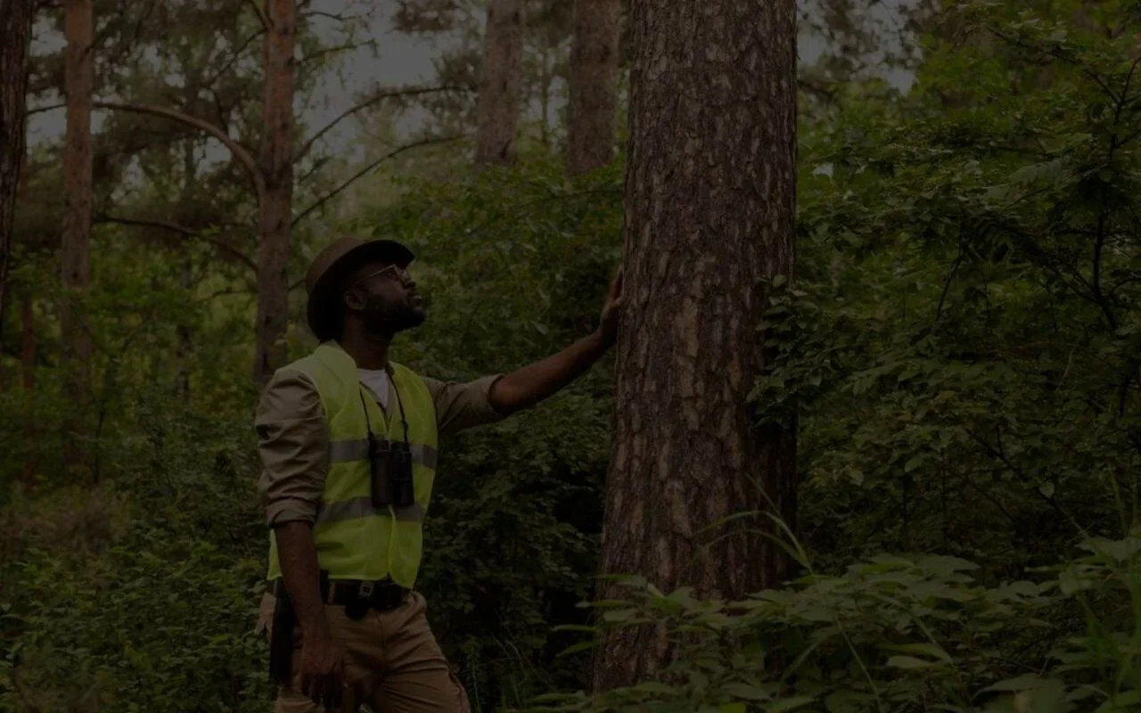 Essential Spring Tree Care Tips by Bill’s Tree Removal Rochester, Ny