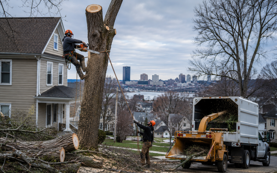 Tree Removal Near Me by Rochester Climate Experts